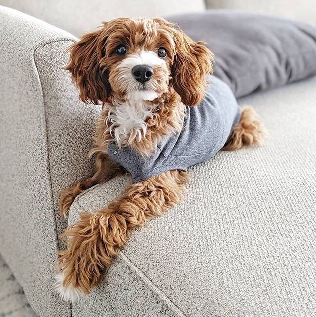 Dog Onesie: Give Your Dog A Comfortable Recovery