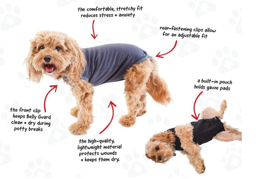 Dog Recovery Suit: Keep Your Pooch Comfortable