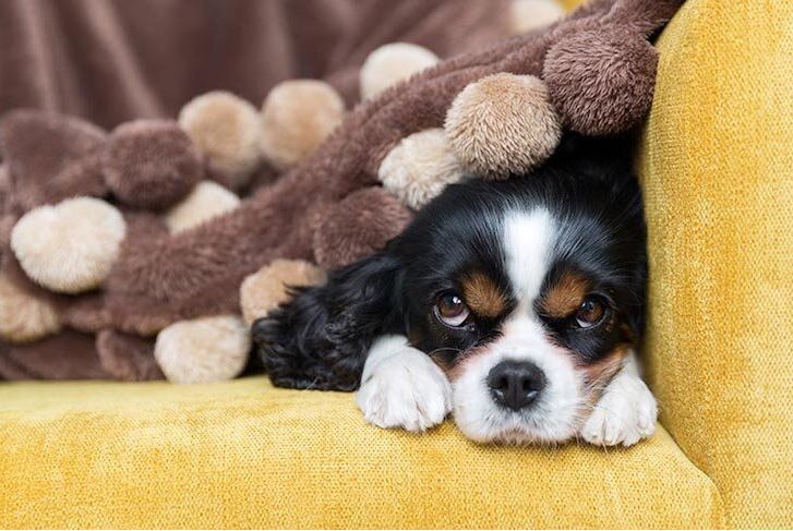 Top 5 Post-Spay/Neuter Surgery Care Products for Your Dog