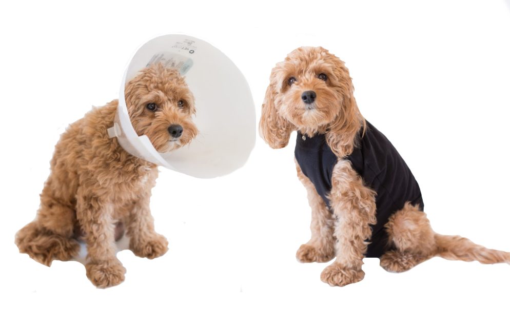 Dog Onesie vs. Dog Cone: What To Use For Post-Op Care