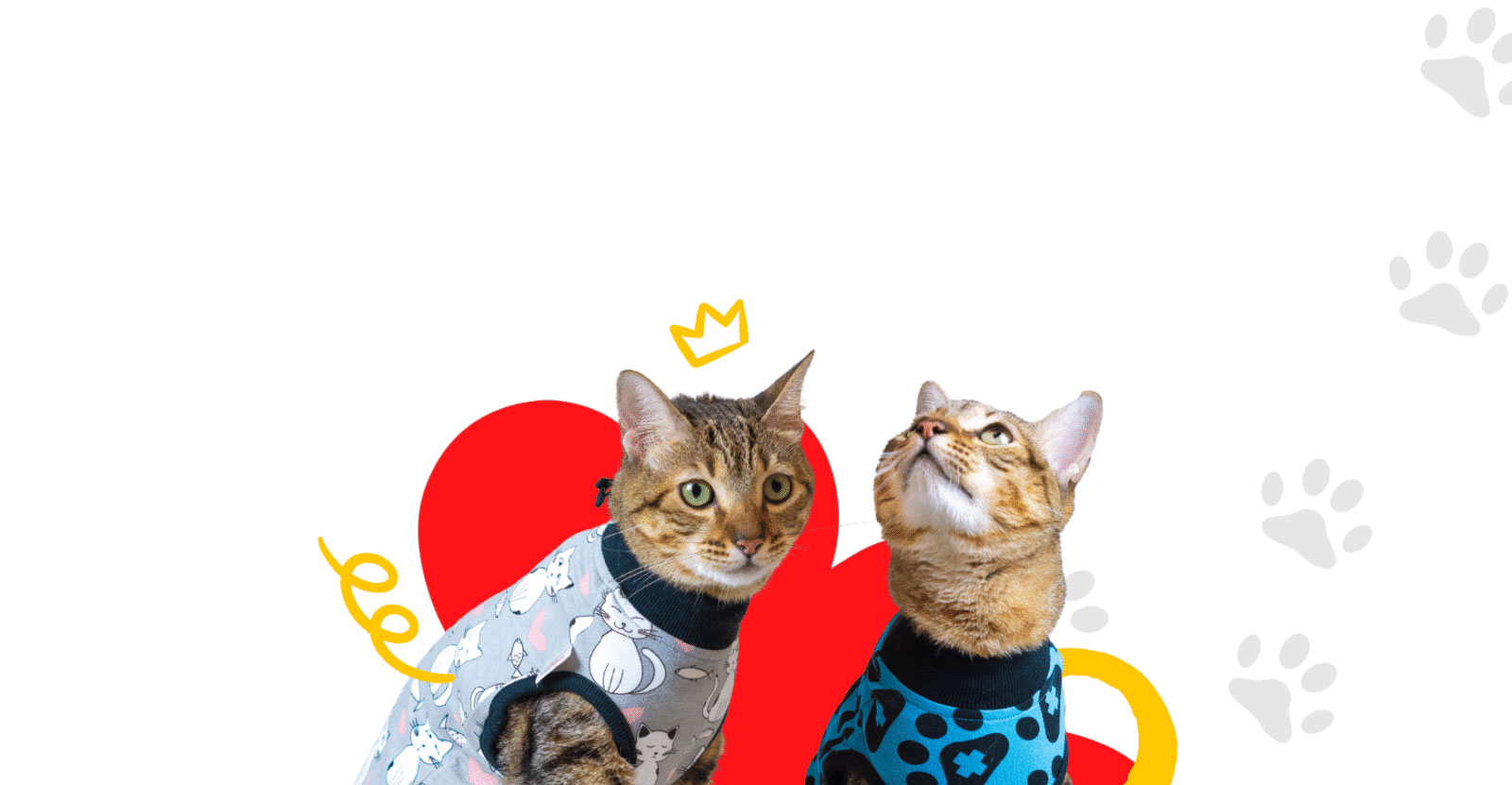 Cat Surgery Recovery Mistakes (And How to Avoid Them)
