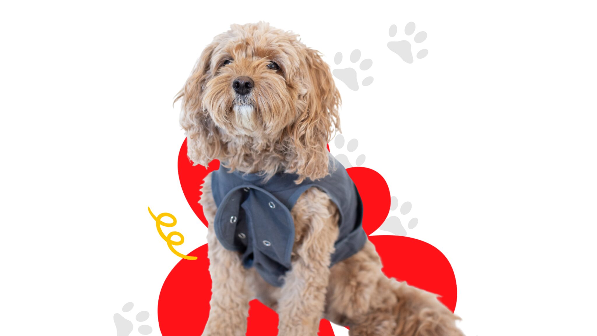 Pawsitive Care: How Valley Pets Is Supporting Rescues, Veterinarians, and Pets Across the U.S.